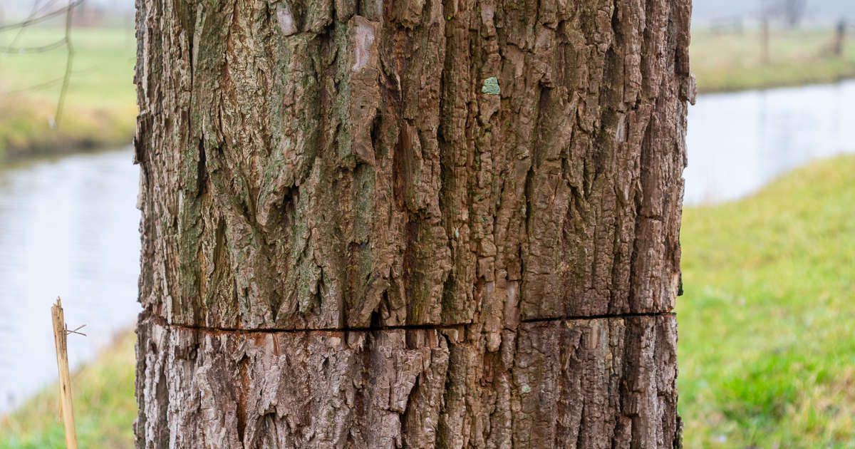 GroenLinks en D66 willen opheldering over vernielde bomen in Aalanden