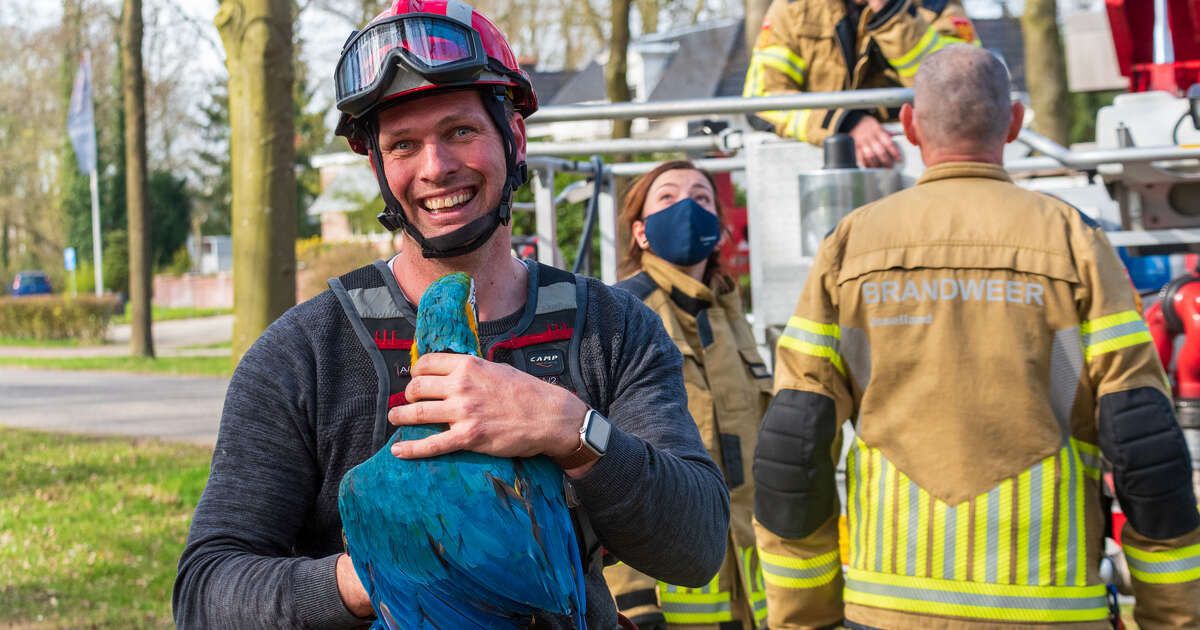 Ontsnapte papegaaien zorgen voor vermaak in de Wipstrik