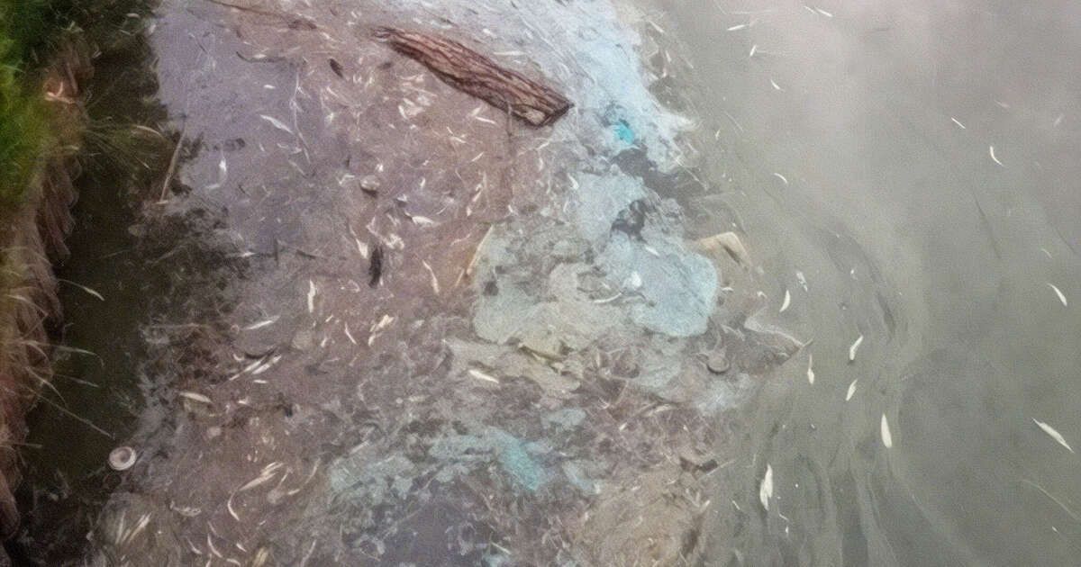 Gemeente waarschuwt voor blauwalg in Holtenbroek en Aa-landen