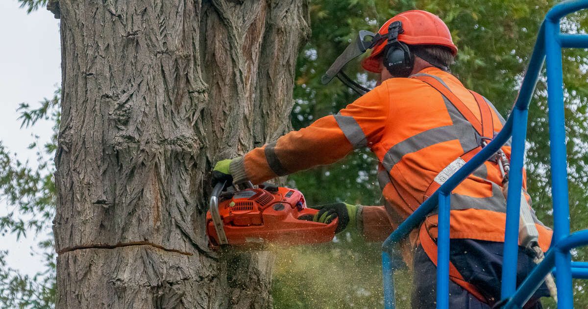 Gemeente Zwolle kapt 250 zieke bomen langs De Doornweg