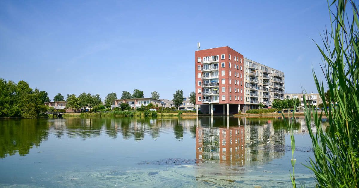 Blauwalg in vijver Holtenbroek in Zwolle, fontein uitgezet om verspreiding te voorkomen