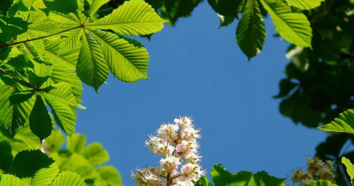 Anne Frankbomen geplant in Hasselt en Zwartsluis: inwoners welkom bij aanplant