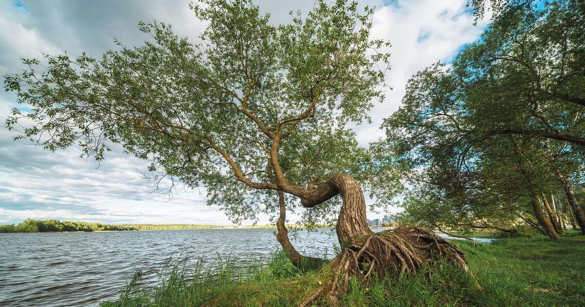 Bijzondere bomen in beeld door actualisatie Bomenlijst Hattem