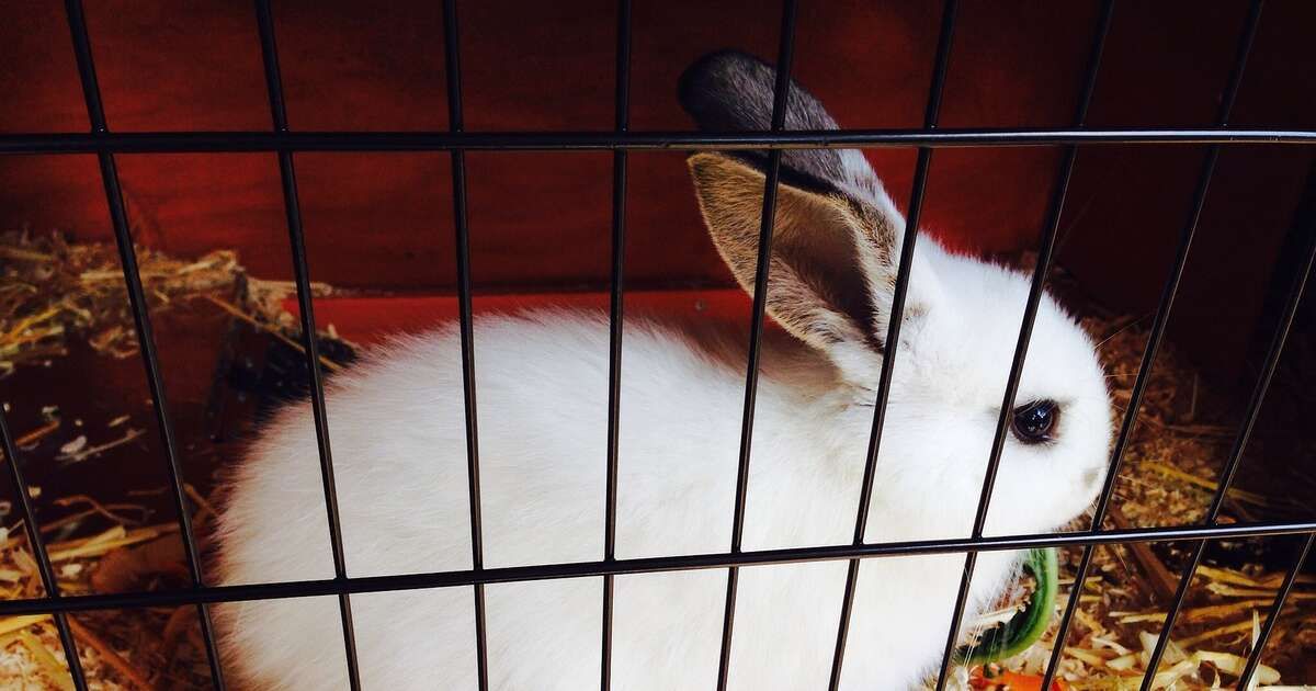 Flappus verwacht 4.000 dieren op te vangen en vraagt om extra hulp