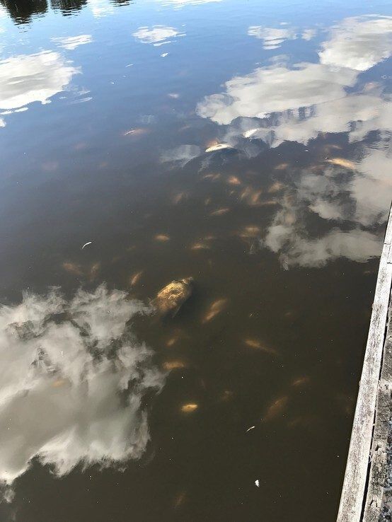 Veel dode vis in vijver De Dobbe in Aa-landen Zwolle - Foto: Ingezonden foto