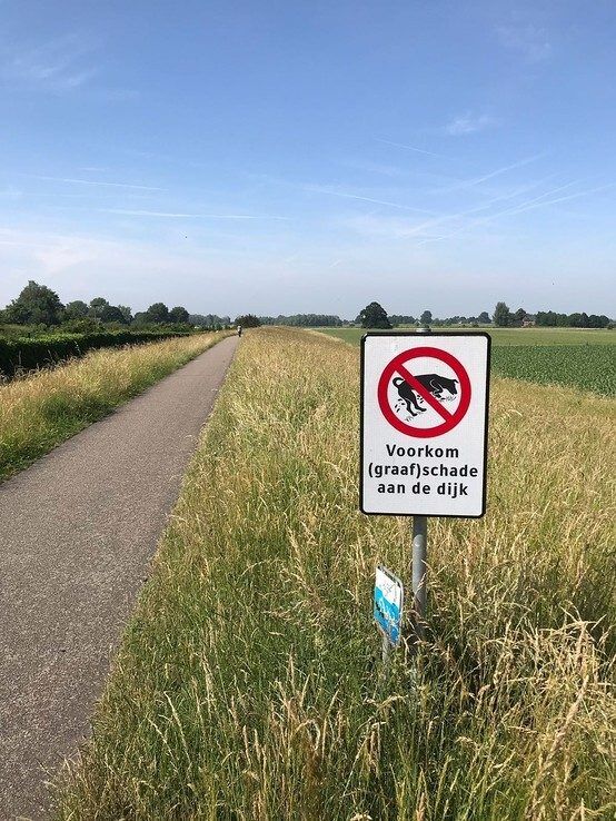 Meer schade aan dijken door voertuigen en gravende honden, minder door muskusratten - Foto: Ingezonden foto