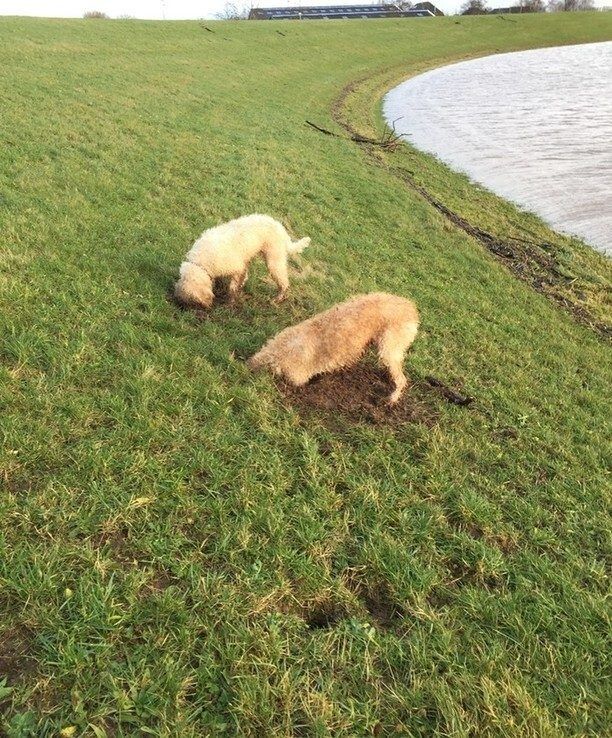 Meer schade aan dijken door voertuigen en gravende honden, minder door muskusratten - Foto: Ingezonden foto