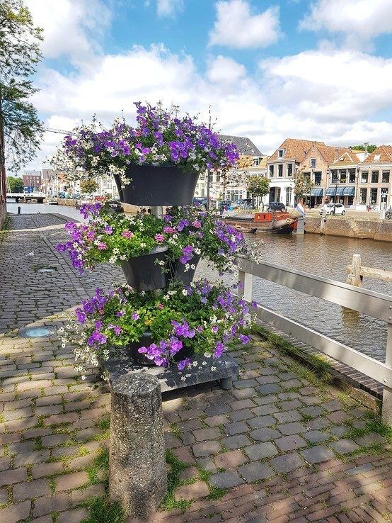 Nieuwe bloemen voor extra biodiversiteit in binnenstad Zwolle