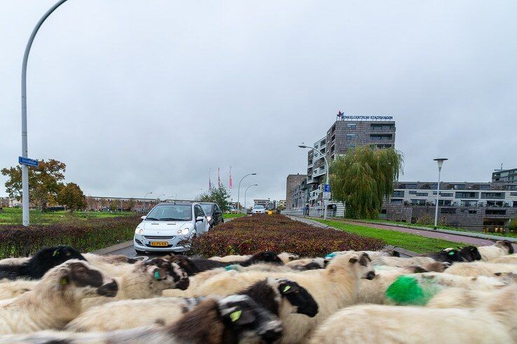 Laatste kilometers van de ‘levende grasmaaiers’ van Zwolle zitten er dit jaar op - Foto: Peter Denekamp