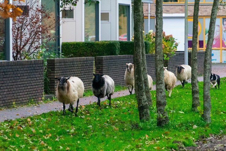 Laatste kilometers van de ‘levende grasmaaiers’ van Zwolle zitten er dit jaar op - Foto: Peter Denekamp