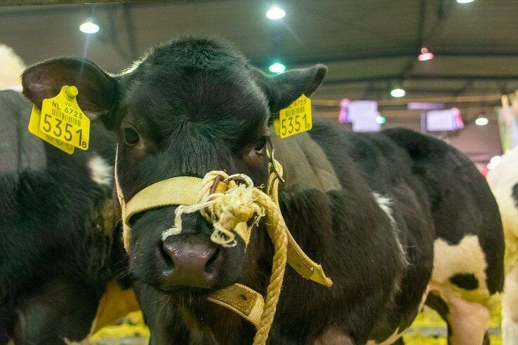 Veel mooie koeien in IJsselhallen tijdens Nationale Vleesvee Manifestatie - Foto: Peter Denekamp