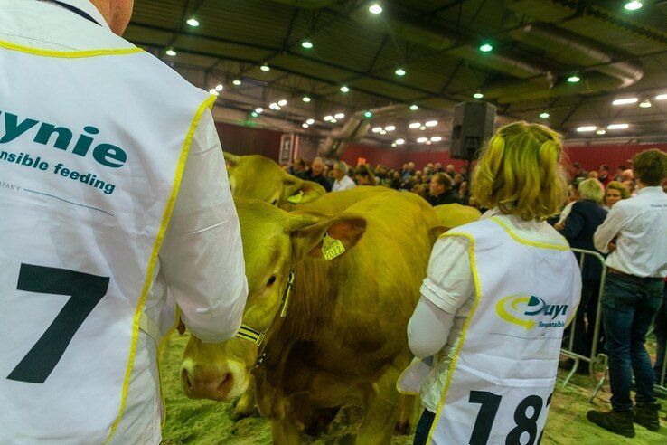 Veel mooie koeien in IJsselhallen tijdens Nationale Vleesvee Manifestatie - Foto: Peter Denekamp