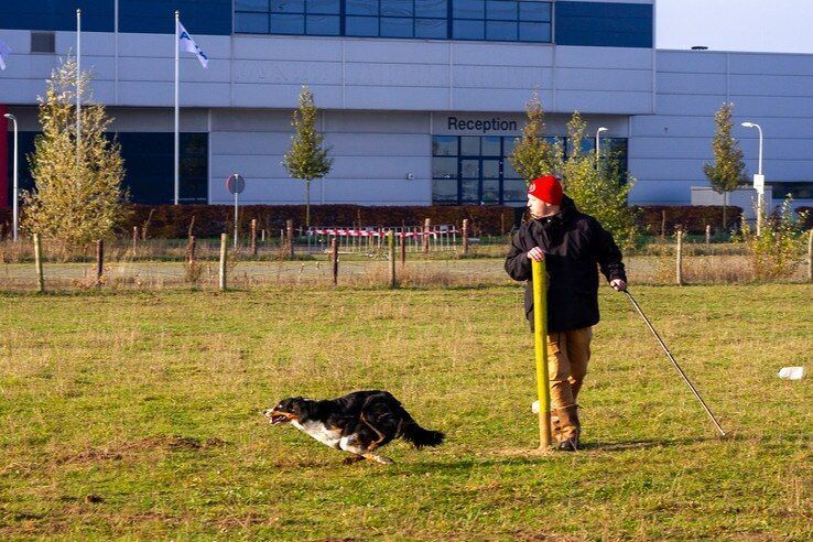 Honden aan het werk tijdens Najaarstrial Schapendrijven - Foto: Ditte Verhagen en Wouter Jansen