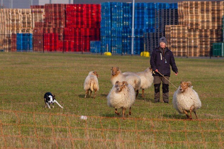 Honden aan het werk tijdens Najaarstrial Schapendrijven - Foto: Ditte Verhagen en Wouter Jansen