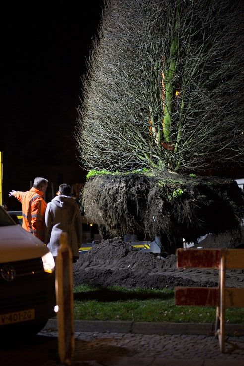 Wethouder Dogger verplaatst boom op De Brink - Foto: Ingezonden foto