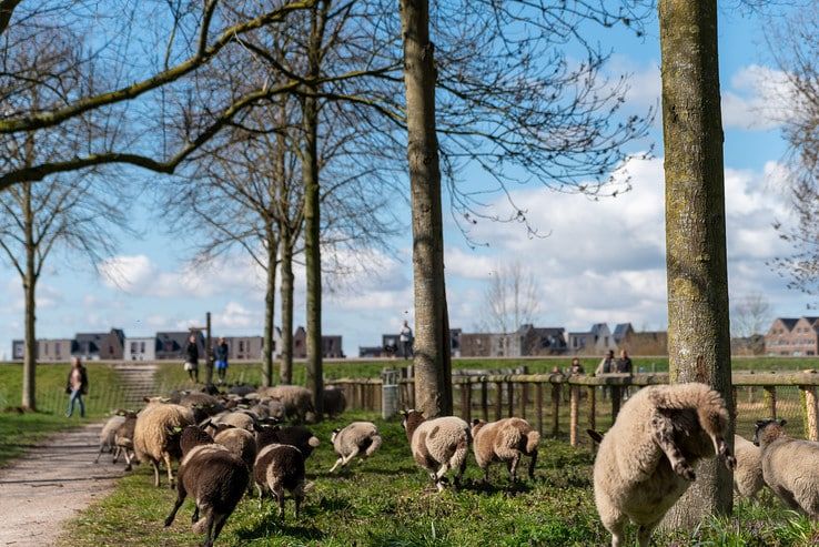 Zwolse kudde terug in Holtenbroek - Foto: Peter Denekamp