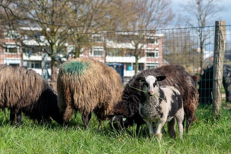 Zwolse kudde terug in Holtenbroek - Foto: Peter Denekamp