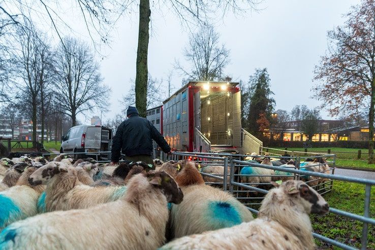 Schaapskudde verlaat Zwolle en gaat terug naar Friesland - Foto: Peter Denekamp
