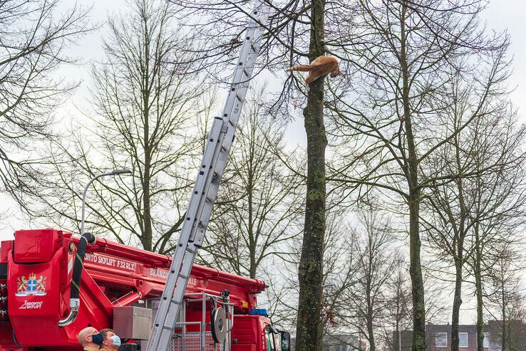 Kat weer met alle voeten op de grond in Zwolle-Zuid - Foto: Peter Denekamp