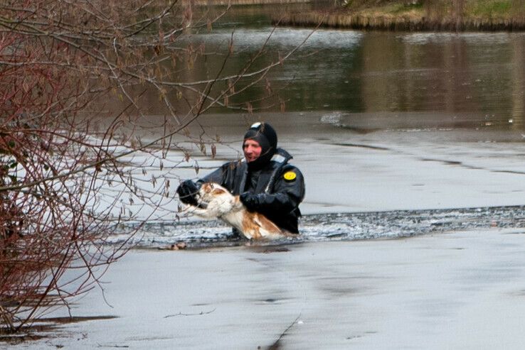 Brandweer Zwolle redt kat van onbewoond eiland - Foto: Peter Denekamp