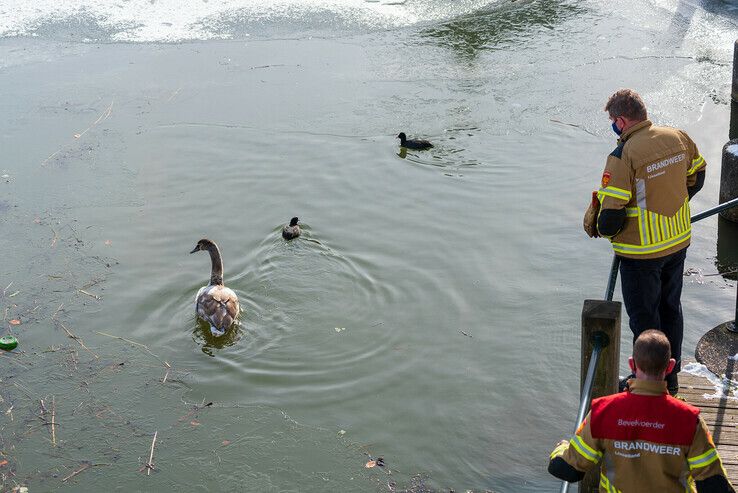 Opnieuw neemt watervogel Zwolse brandweer en dierenambulance in de maling - Foto: Peter Denekamp