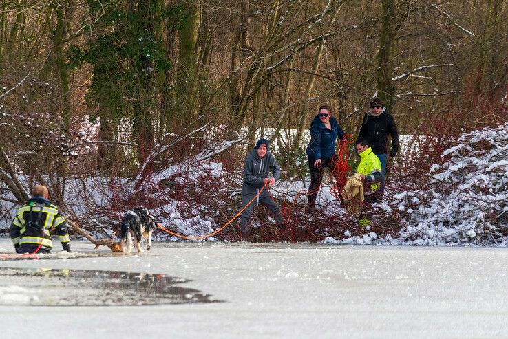 Brandweer redt door het ijs gezakte hond in Zwolle - Foto: Peter Denekamp
