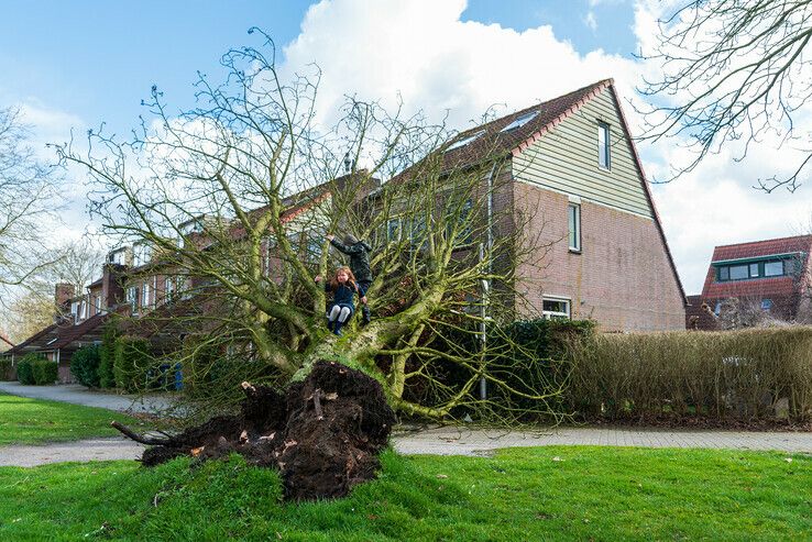 Boom valt rakelings langs woning in Zwolle-Zuid - Foto: Peter Denekamp