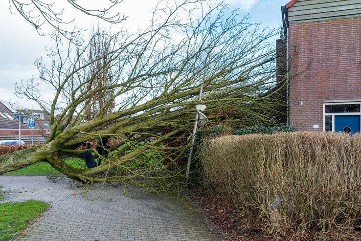 Boom valt rakelings langs woning in Zwolle-Zuid - Foto: Peter Denekamp