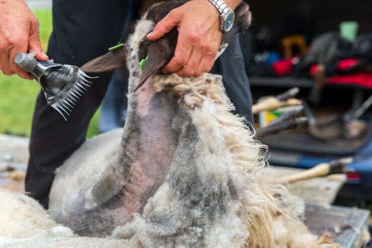 Zwolse schaapskudde geschoren zonder publiek - Foto: Peter Denekamp