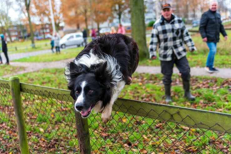 Zwolse kudde weigert om als makke schapen Zwolle te verlaten - Foto: Peter Denekamp