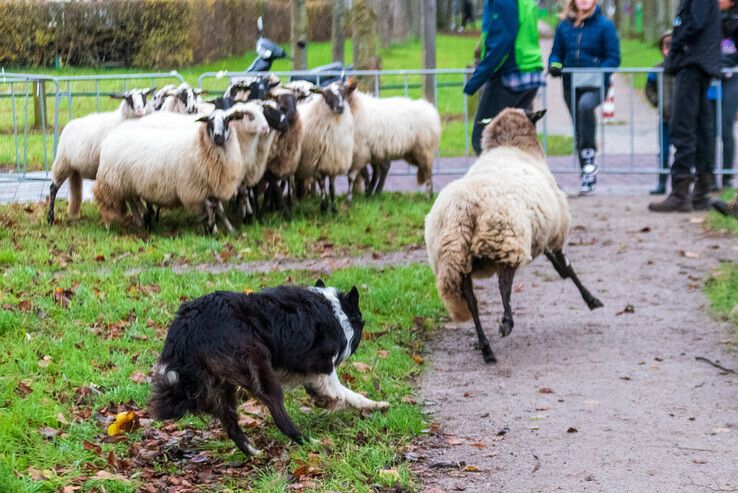 Zwolse kudde weigert om als makke schapen Zwolle te verlaten - Foto: Peter Denekamp