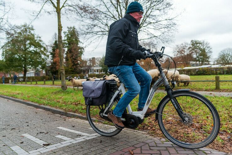 Zwolse kudde weigert om als makke schapen Zwolle te verlaten - Foto: Peter Denekamp