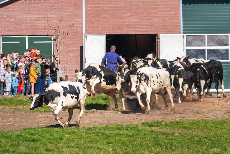 Honderden bezoekers bekijken koeiendans in Zwolse wei - Foto: Peter Denekamp