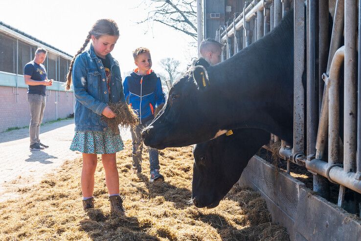 Honderden bezoekers bekijken koeiendans in Zwolse wei - Foto: Peter Denekamp