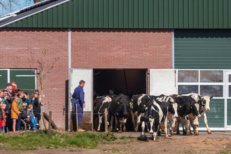 Honderden bezoekers bekijken koeiendans in Zwolse wei - Foto: Peter Denekamp