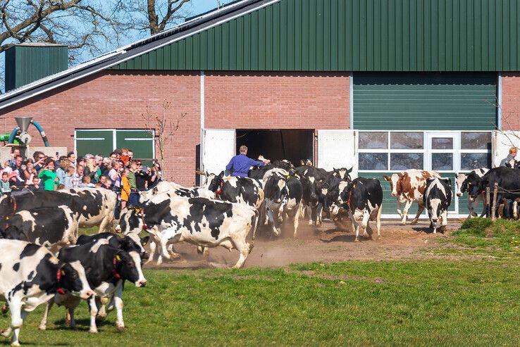 Honderden bezoekers bekijken koeiendans in Zwolse wei - Foto: Peter Denekamp