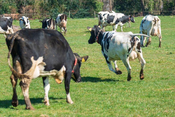 Honderden bezoekers bekijken koeiendans in Zwolse wei - Foto: Peter Denekamp