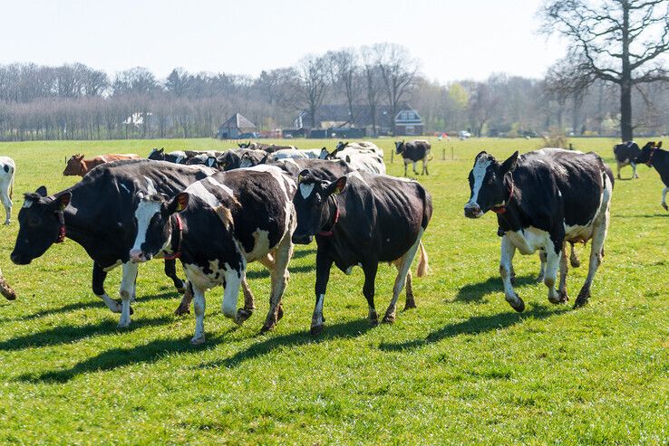 Honderden bezoekers bekijken koeiendans in Zwolse wei - Foto: Peter Denekamp