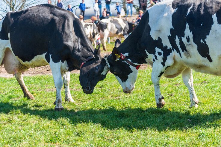 Honderden bezoekers bekijken koeiendans in Zwolse wei - Foto: Peter Denekamp