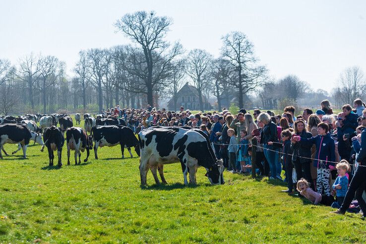 Honderden bezoekers bekijken koeiendans in Zwolse wei - Foto: Peter Denekamp