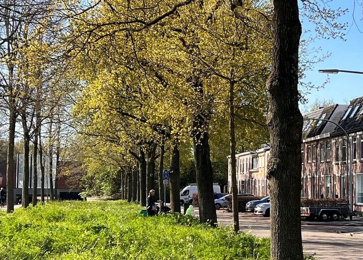 Eikenbomen - Foto: Gemeente Zwolle