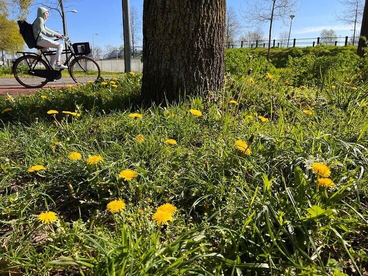 Gemeente Zwolle wil meer paardenbloemen onder eikenbomen - Foto: Gemeente Zwolle