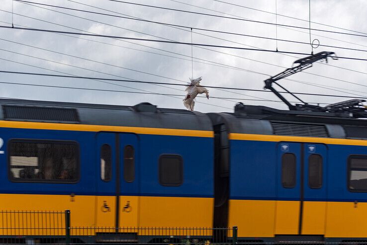 Hulpverleners urenlang bezig met redding zwaargewond zwanenkoppel op spoorlijn Zwolle – Meppel - Foto: Peter Denekamp