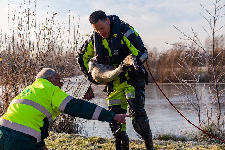 Brandweer redt verzwakte zwaan van ijs in Zwolle-Zuid - Foto: Peter Denekamp