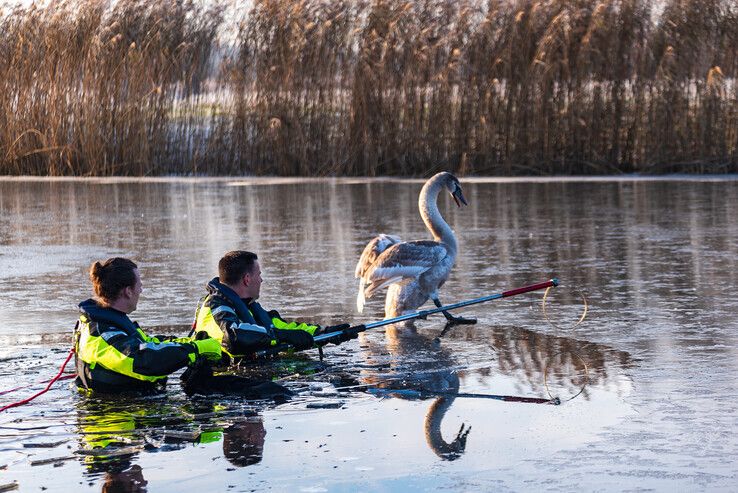 Brandweer redt verzwakte zwaan van ijs in Zwolle-Zuid - Foto: Peter Denekamp