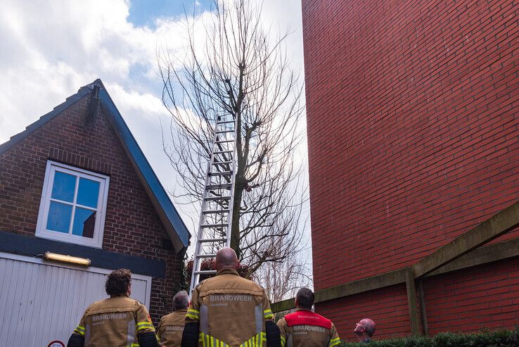 Kat in boom geeft brandweer het nakijken in Zwolle - Foto: Peter Denekamp