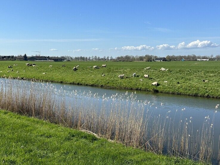 Veel schapen langs Soestwetering. - Foto: WDODelta