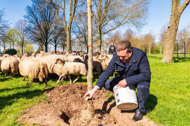 Wethouder Arjan Spaans strooit de eerste wolpellets bij een zojuist aangeplante boom. - Foto: Peter Denekamp