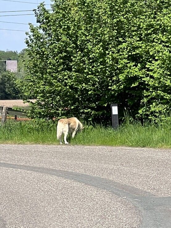 Vermeende wolf in Zwolle-Zuid blijkt weggelopen hond te zijn - Foto: Aart Borger