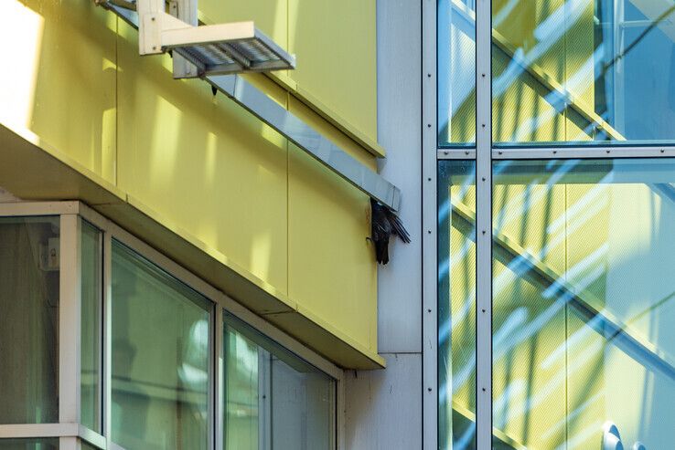 Twee jaar geleden zat een andere vogel op exact dezelfde plek vast bij het Deltion College. - Foto: Peter Denekamp